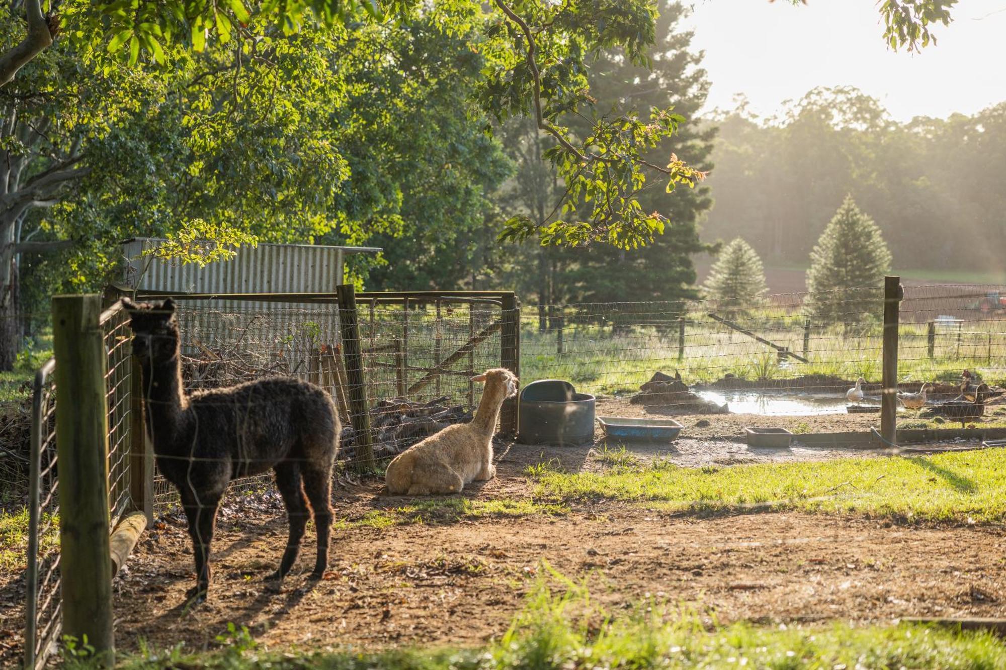 Blackwattle Farm Beerwah Exterior photo