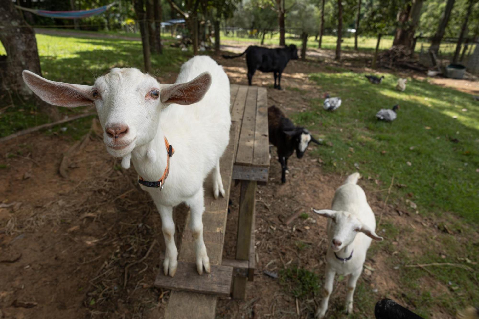 Blackwattle Farm Beerwah Exterior photo