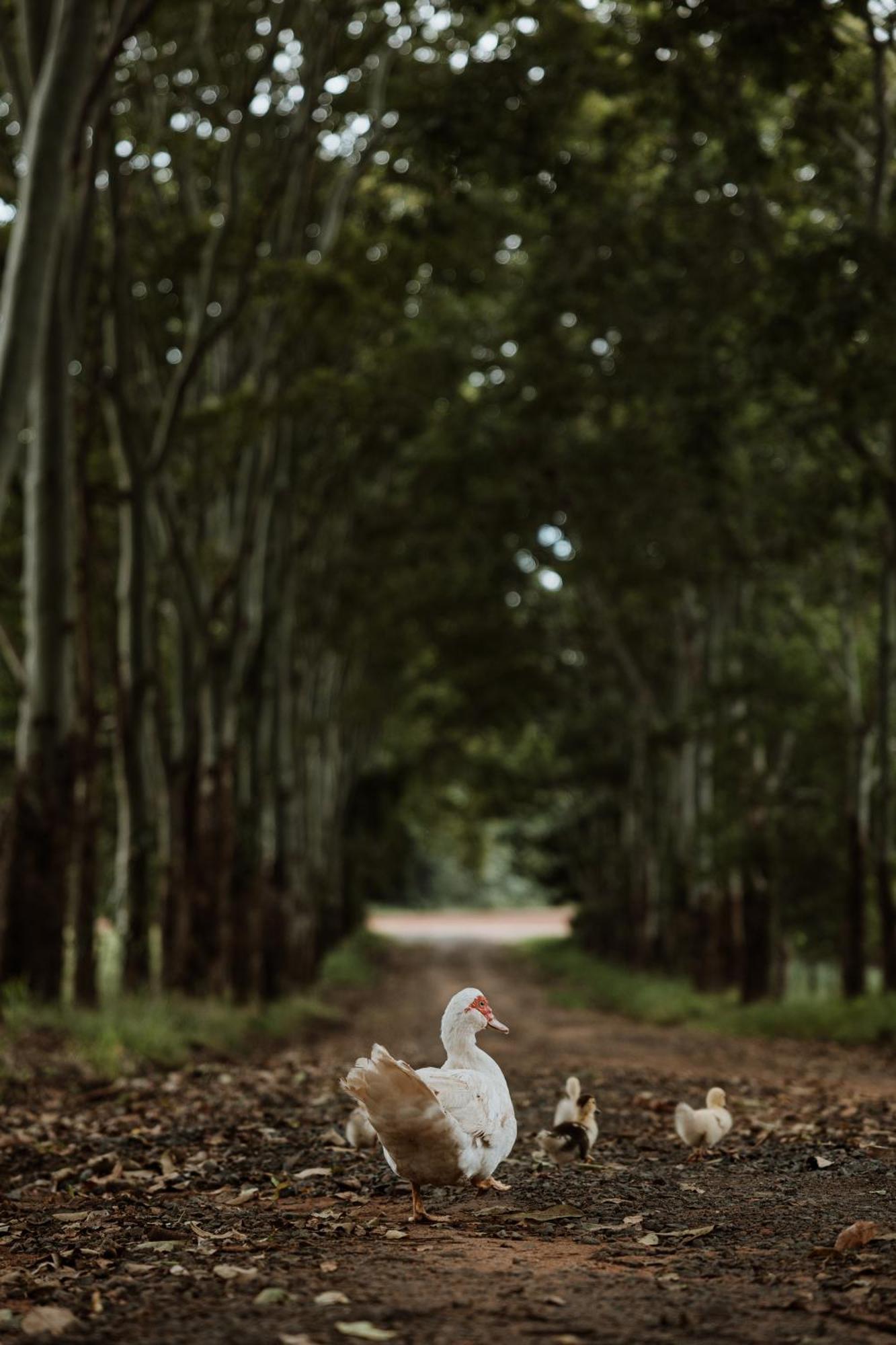 Blackwattle Farm Beerwah Exterior photo