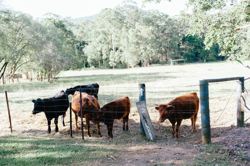 Blackwattle Farm Beerwah Exterior photo