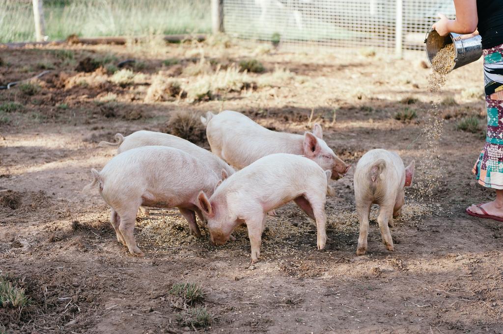 Blackwattle Farm Beerwah Exterior photo